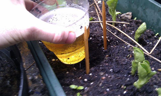planting a beer trap to capture slugs and snails
